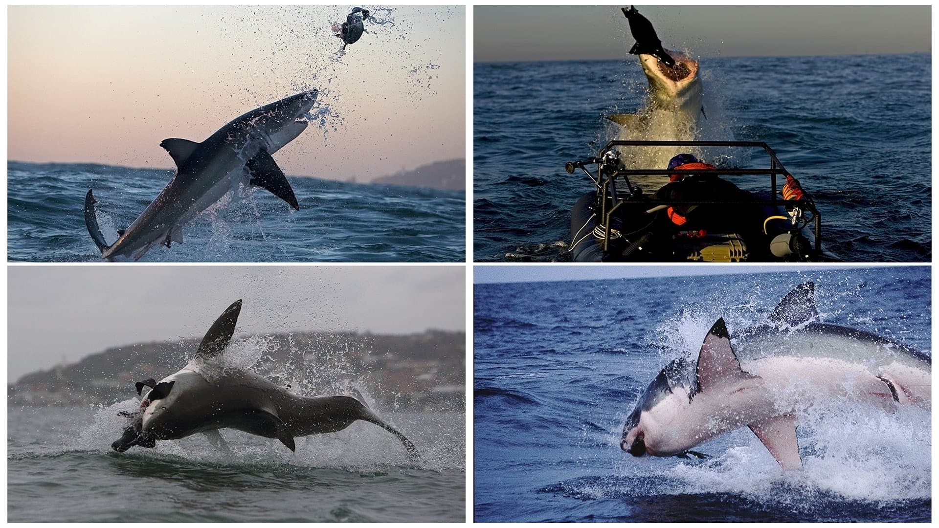 Shark Attack