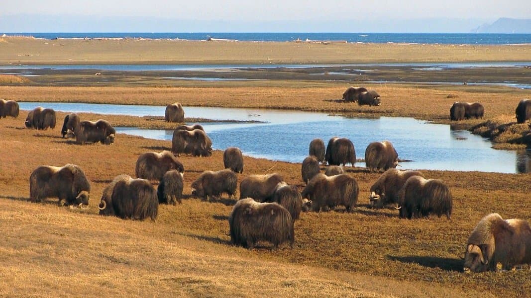 Gates of the Arctic