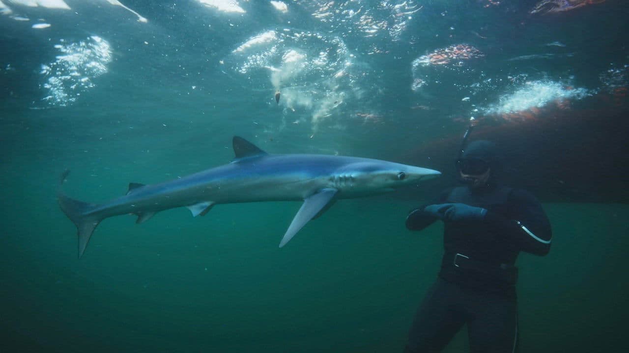 North Atlantic Special