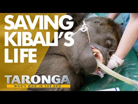 Taronga Vets operate on a Silverback Gorilla | Taronga: Who's Who in the Zoo