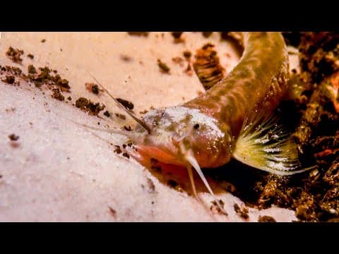 Pink Catfish Discovered In Mountain Cave | The Dark:  Nature's Nighttime World | BBC Earth