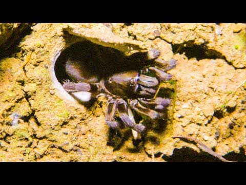 Trapdoor Spider Seizes Insect | The Dark: Nature's Nighttime World | BBC Earth
