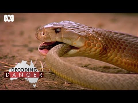 How Australian snakes became so venomous | Decoding Danger