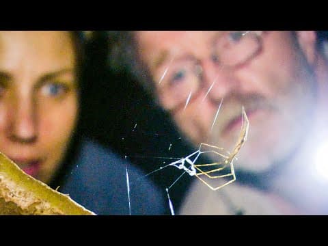 Net-Casting Spider Ensnares Prey | The Dark: Nature's Nighttime World | BBC Earth