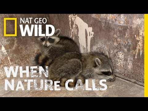 Watch as Two Raccoons Get Rescued | When Nature Calls