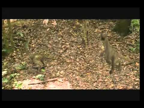 Chased By Dinosaurs Trailer