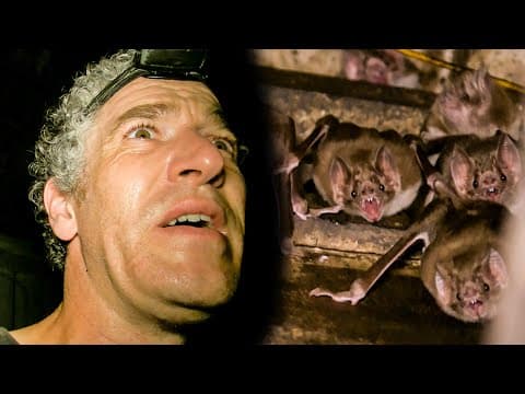 Vampire Bat Colony Found In Abandoned Hut | The Dark:  Nature's Nighttime World | BBC Earth