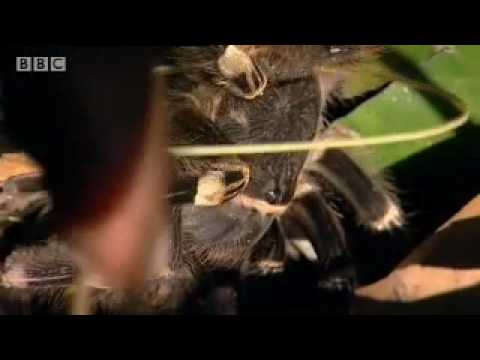 Poisonous tropical rainforest animals in the Amazon - BBC wildlife