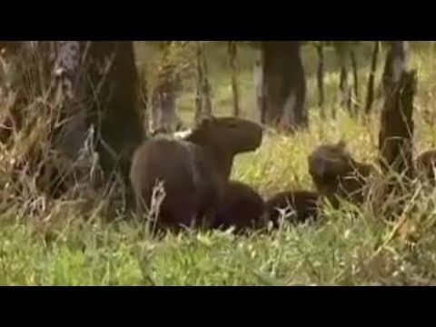 Capibara animals in the tropical Amazon rainforest  - BBC wildlife