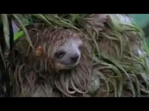 Amazing nature - the Amazon rainforest - wettest place on Earth?  - BBC wildlife